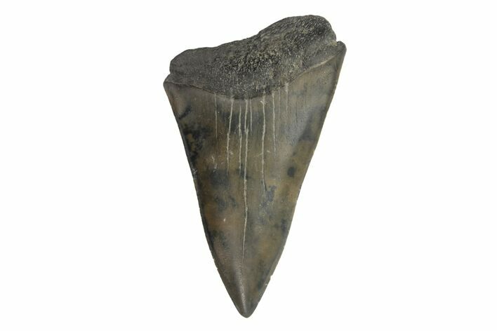 Fossil Broad-Toothed Mako Tooth - South Carolina #171189